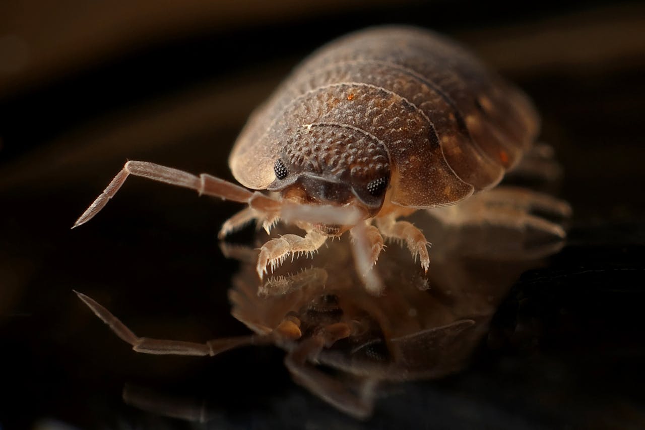 termite control muskegon mi
